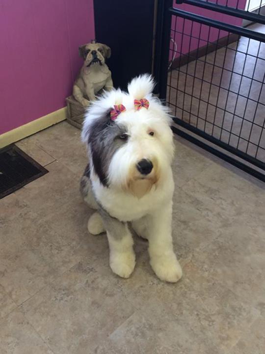 All 4 Paws Pet Grooming Pet Groomer New Lenox, IL