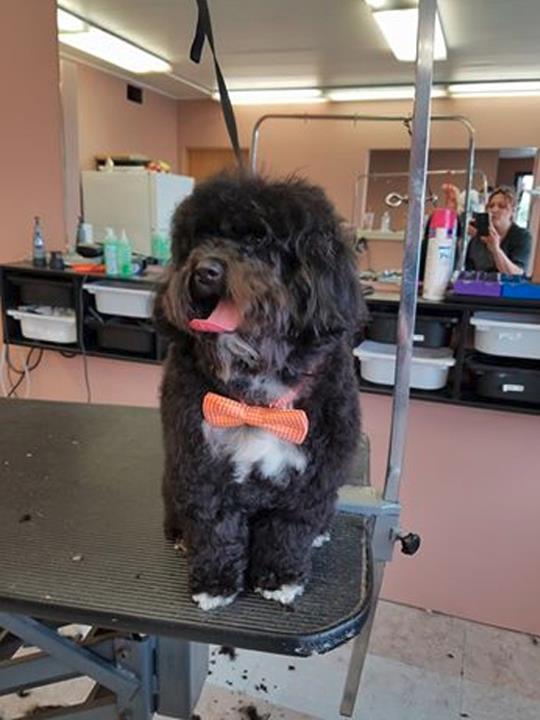 All 4 Paws Pet Grooming Pet Groomer New Lenox, IL