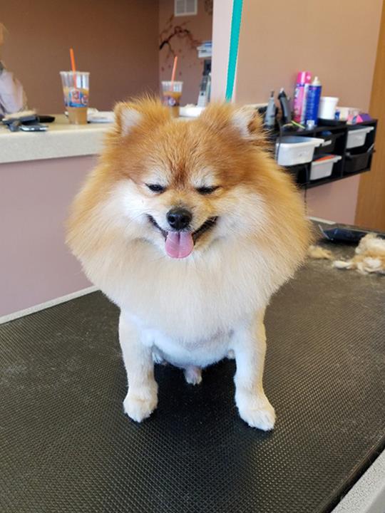 Dog Grooming Services in New Lenox