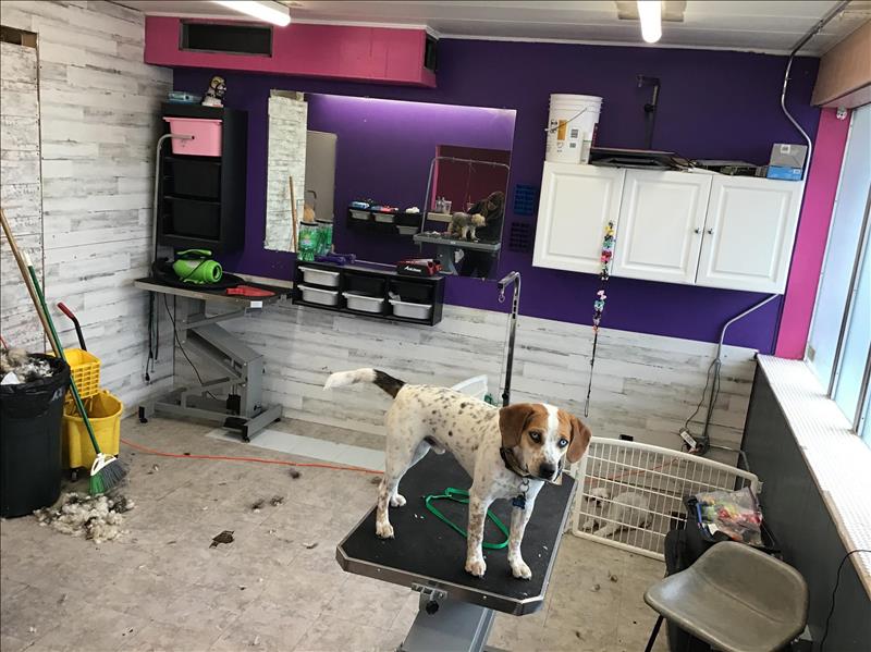 All 4 Paws Pet Grooming New Lenox, IL